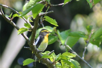 Narcissus Flycatcher Osaka Nanko Bird Sanctuary Fri, 5/1/2020