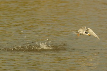 Little Tern 酒匂川 Wed, 4/22/2020