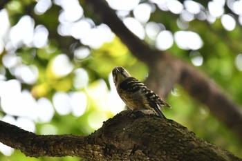 2020年5月2日(土) 千種区の野鳥観察記録