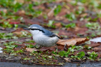 ゴジュウカラ 見本林 2019年12月18日(水)