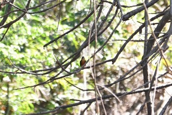 ルリミツユビカワセミ アイアンレンジ国立公園 2019年10月16日(水)