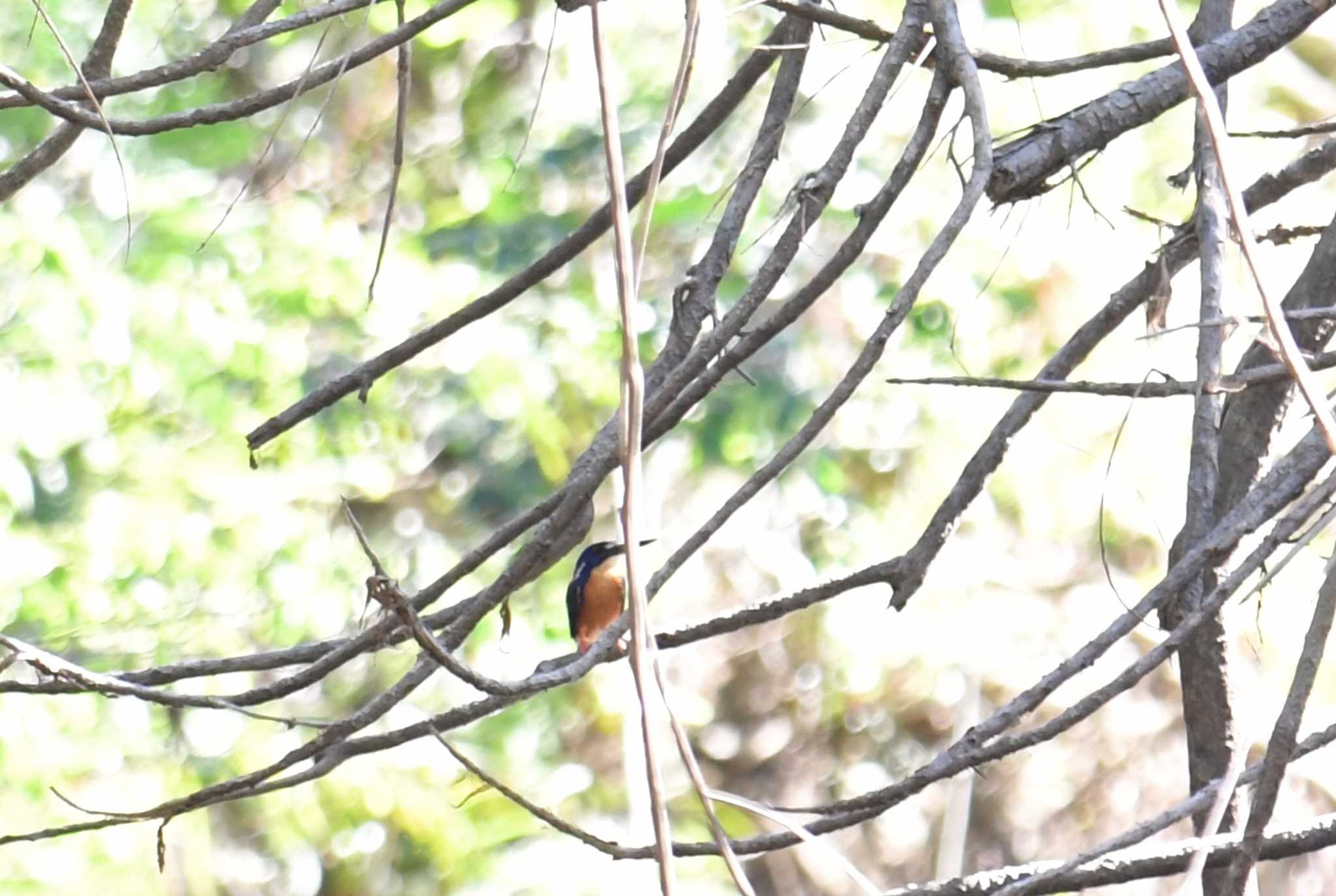 Azure Kingfisher