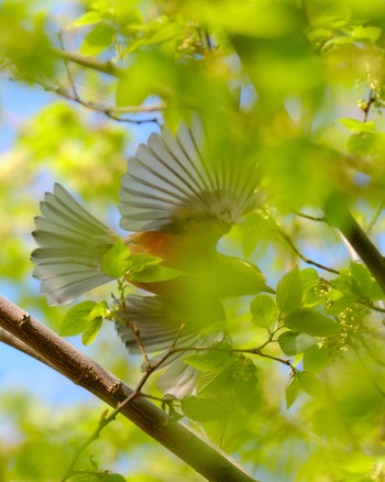 ヤマガラ 大分県大分市 佐野植物公園 2020年4月18日(土)