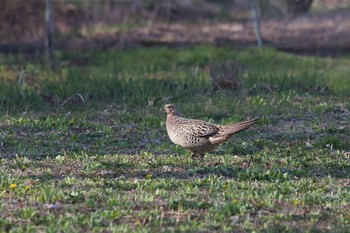 Green Pheasant 長野県（中信） Wed, 4/29/2020