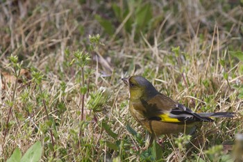 Grey-capped Greenfinch 長野県（中信） Sat, 5/2/2020