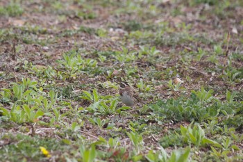 Rustic Bunting 長野県（中信） Thu, 4/23/2020