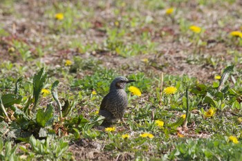 Brown-eared Bulbul 長野県（中信） Wed, 4/29/2020