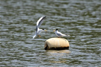 コアジサシ 水元公園 2020年5月2日(土)