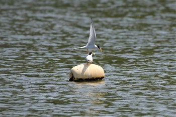 コアジサシ 水元公園 2020年5月2日(土)