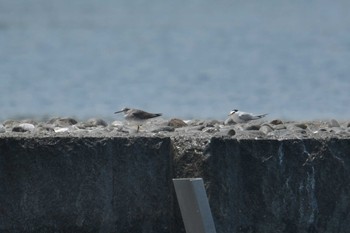 Sat, 5/2/2020 Birding report at 多摩川