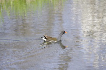 Common Moorhen 百合が原公園 Sat, 5/2/2020