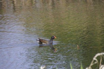 Common Moorhen 百合が原公園 Sat, 5/2/2020