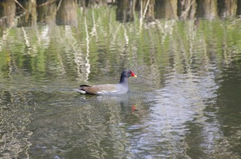 Common Moorhen 百合が原公園 Sat, 5/2/2020