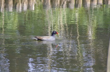 Common Moorhen 百合が原公園 Sat, 5/2/2020