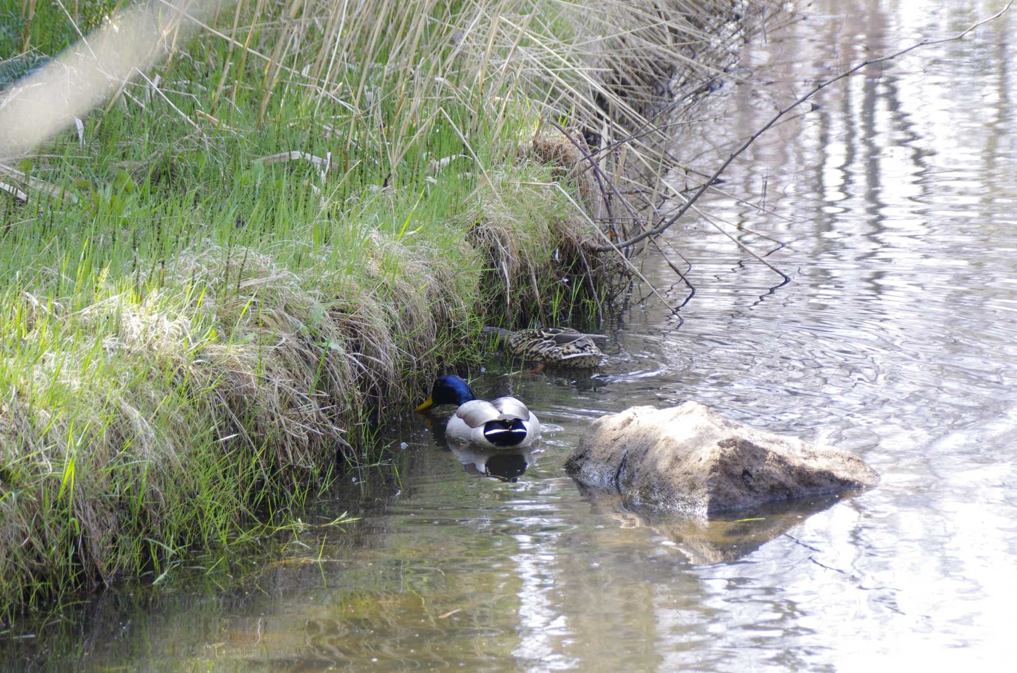 百合が原公園 マガモの写真 by oyajii