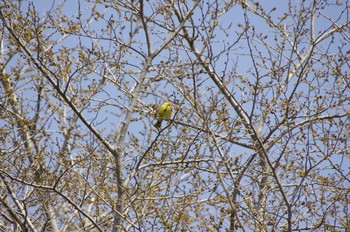 Masked Bunting 百合が原公園 Sat, 5/2/2020