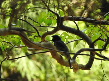 2020年5月2日(土) 梅谷川、京都の野鳥観察記録