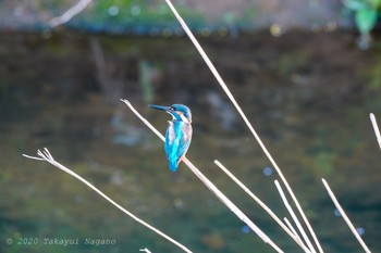 カワセミ 野川 2020年5月1日(金)