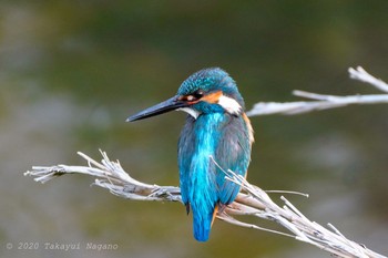 2020年5月1日(金) 野川の野鳥観察記録