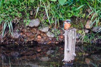 Common Kingfisher Nogawa Fri, 5/1/2020