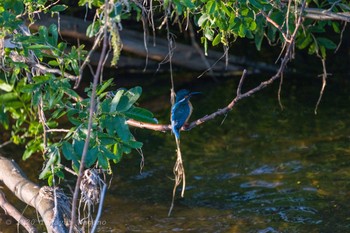 Common Kingfisher Nogawa Fri, 5/1/2020