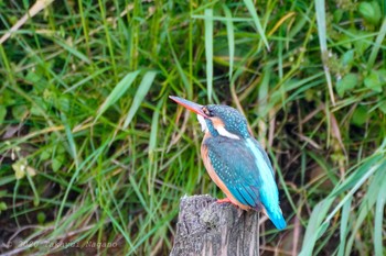 Common Kingfisher Nogawa Fri, 5/1/2020