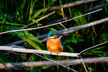 Common Kingfisher Nogawa Fri, 5/1/2020