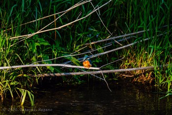 Common Kingfisher Nogawa Fri, 5/1/2020