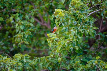 Common Kingfisher Nogawa Fri, 5/1/2020