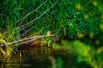 Common Kingfisher Nogawa Fri, 5/1/2020