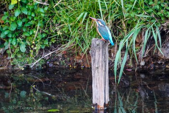 Common Kingfisher Nogawa Fri, 5/1/2020