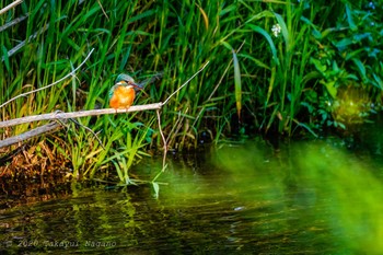 Common Kingfisher Nogawa Fri, 5/1/2020