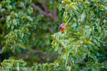 Common Kingfisher Nogawa Fri, 5/1/2020