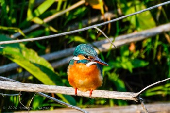 Common Kingfisher Nogawa Fri, 5/1/2020