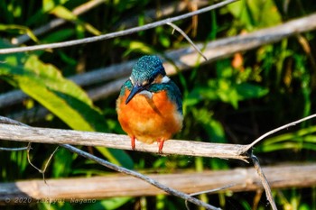 Common Kingfisher Nogawa Fri, 5/1/2020