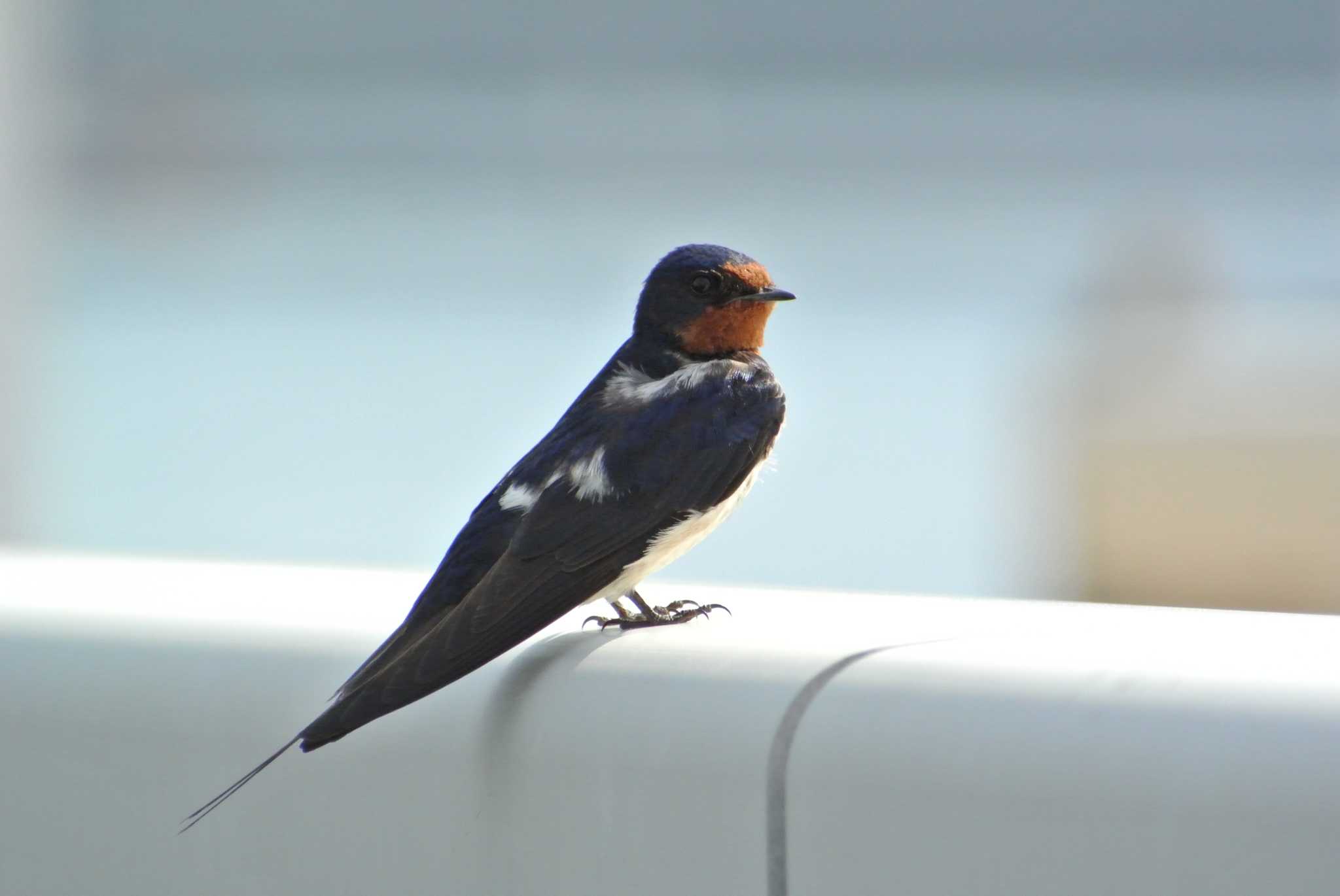 Photo of Barn Swallow at 西宮港 by Daguchan
