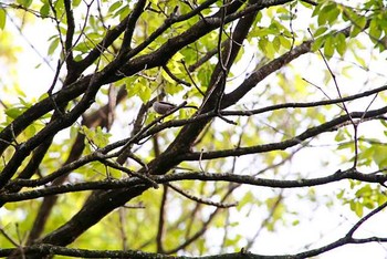 Long-tailed Tit 21世紀の森と広場(千葉県松戸市) Sat, 4/9/2016