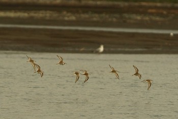 Dunlin 酒匂川 Wed, 4/22/2020