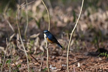 Red-flanked Bluetail 豊平公園(札幌市) Sat, 5/2/2020