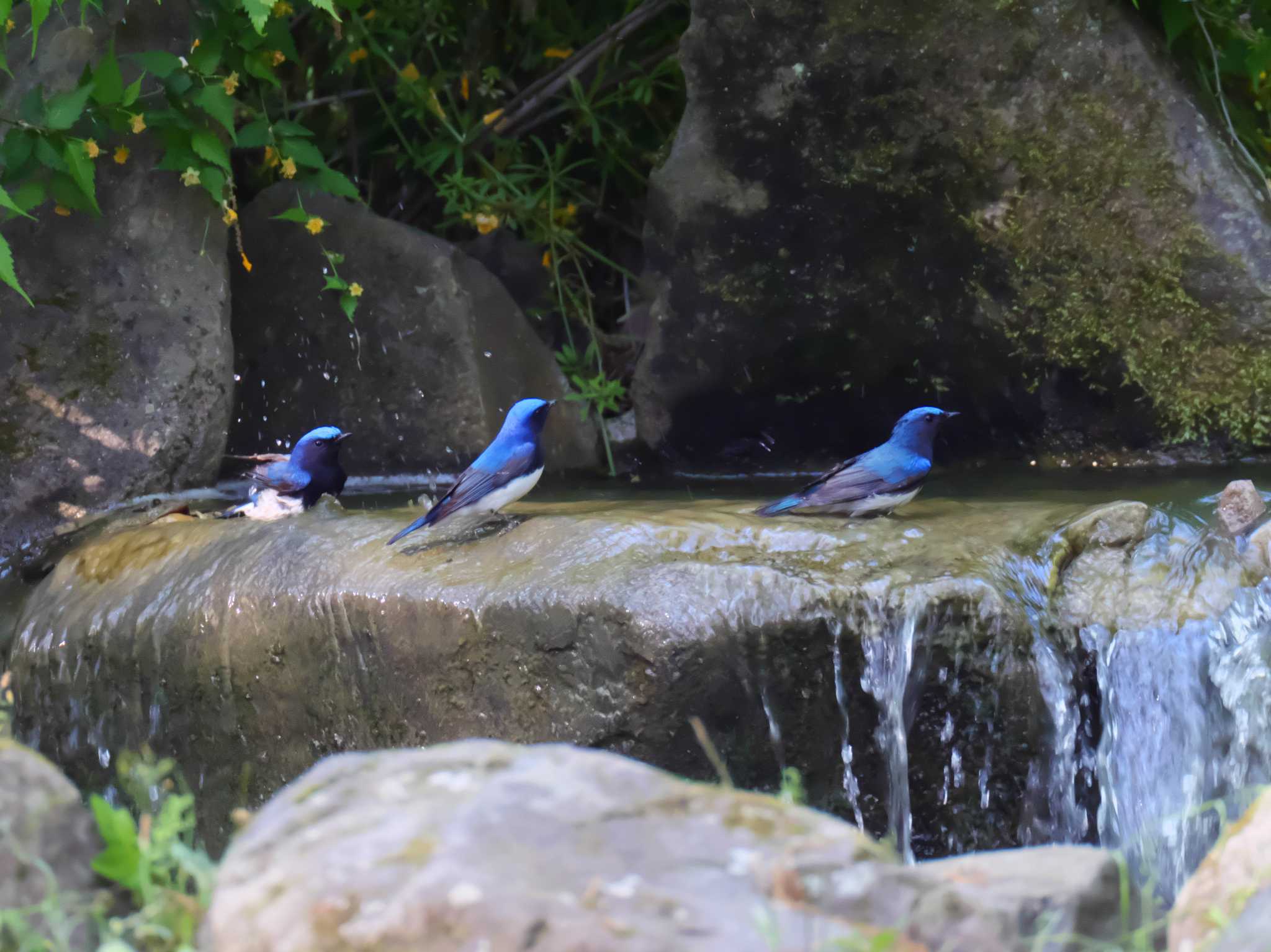 Blue-and-white Flycatcher