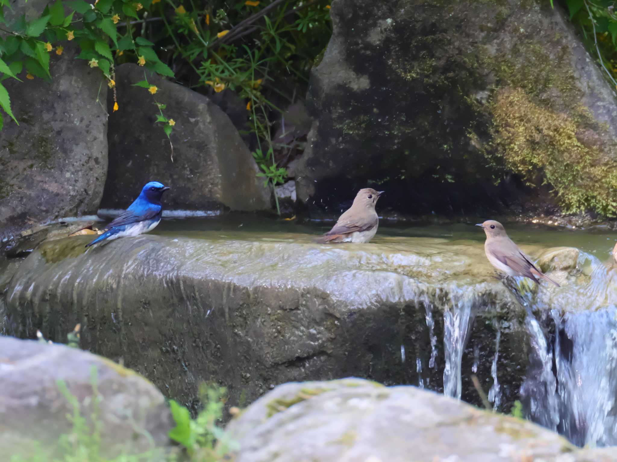 Blue-and-white Flycatcher