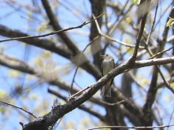 2020年5月2日(土) 栃木県矢板市の野鳥観察記録