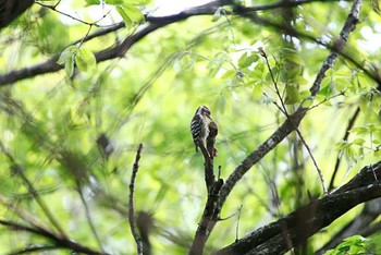 Japanese Pygmy Woodpecker 21世紀の森と広場(千葉県松戸市) Sat, 4/9/2016