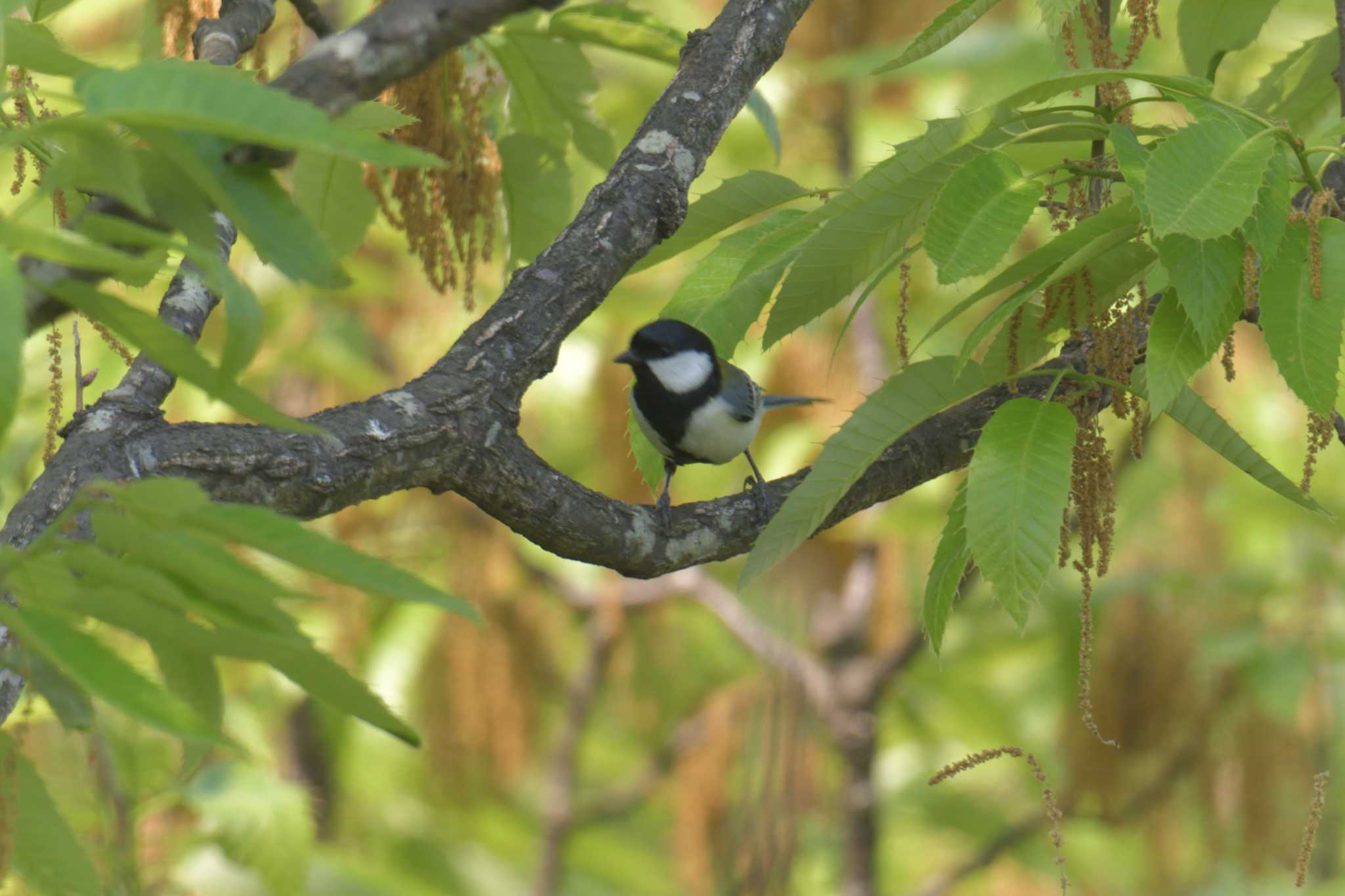 Japanese Tit