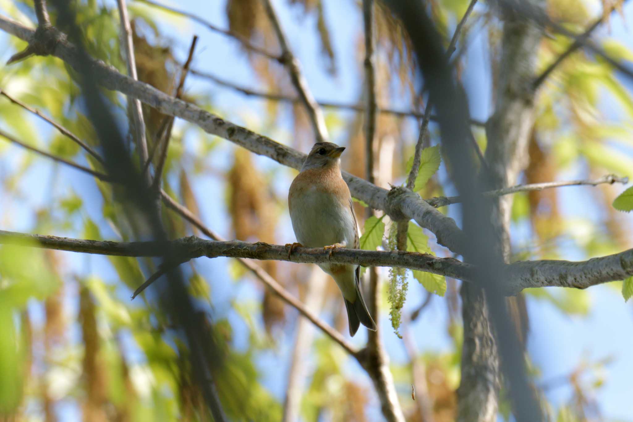 Brambling