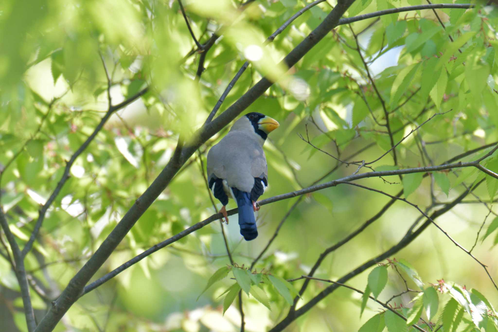 Photo of Japanese Grosbeak at 滋賀県河辺いきものの森 by masatsubo