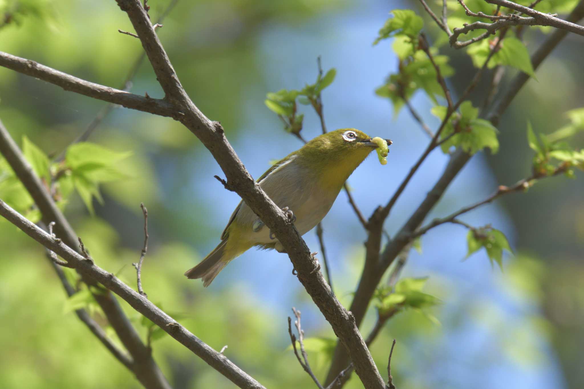 Warbling White-eye