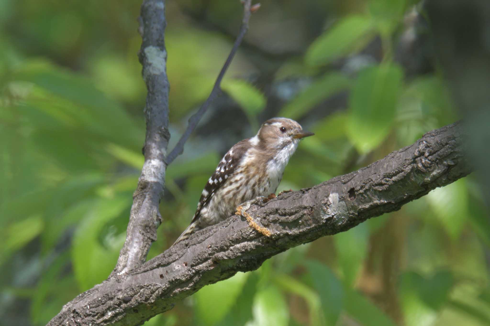 Japanese Pygmy Woodpecker