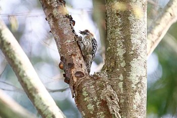 Japanese Pygmy Woodpecker 21世紀の森と広場(千葉県松戸市) Sat, 4/9/2016