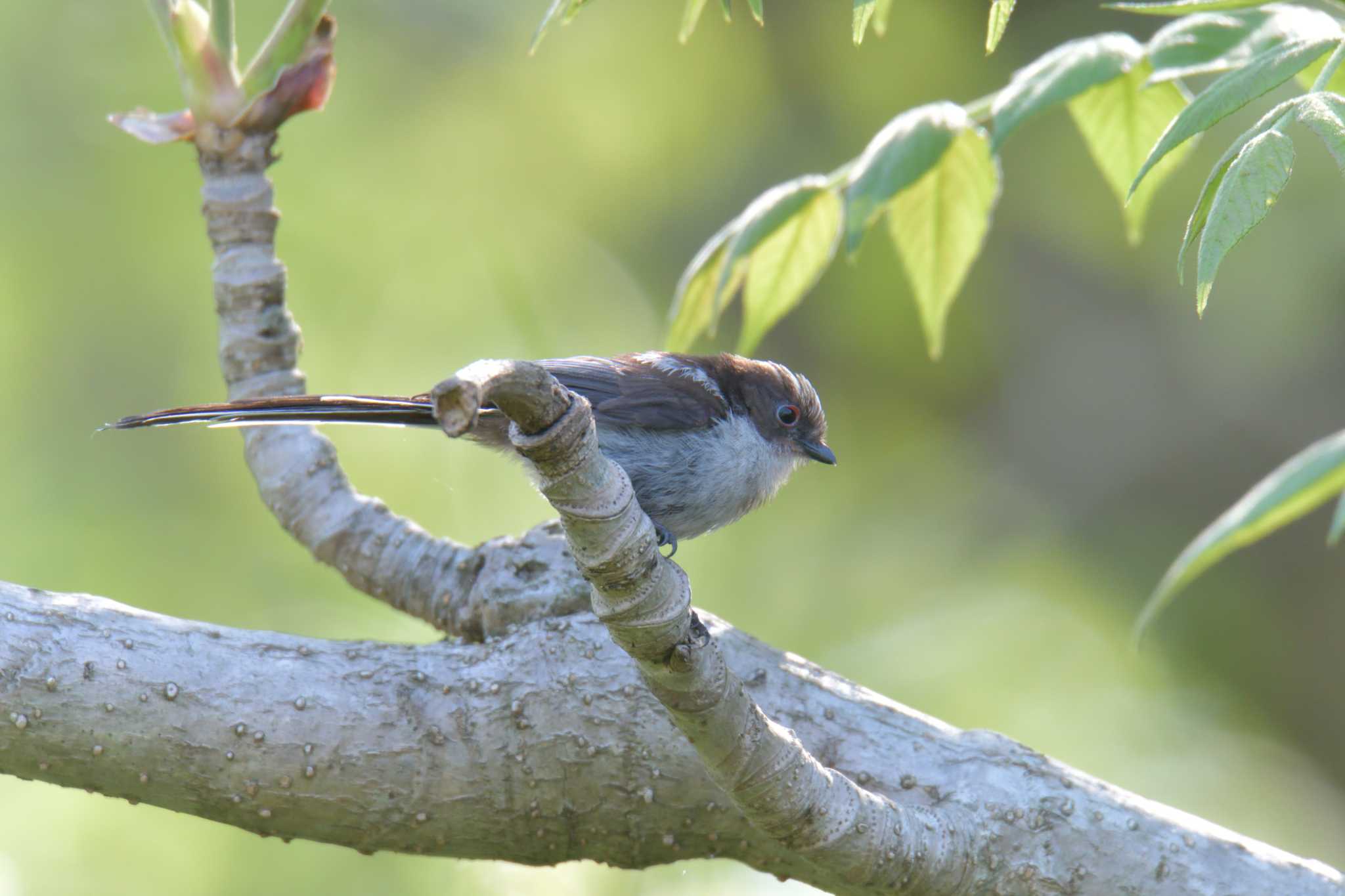 Long-tailed Tit